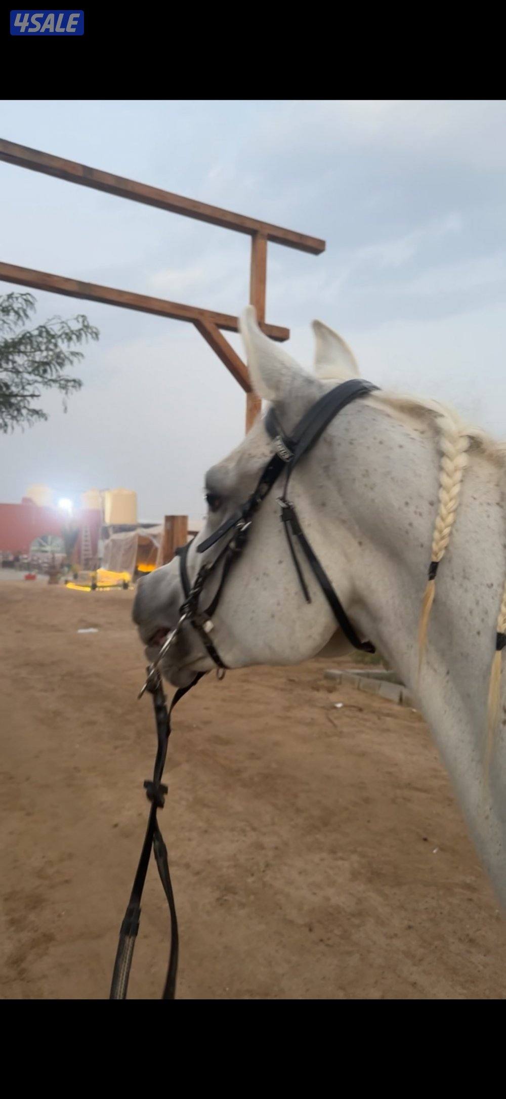 للبيع فرس ولدها2