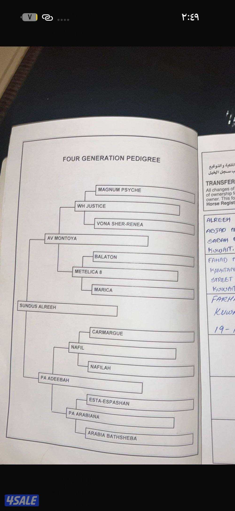 للبيع فرس ولدها3