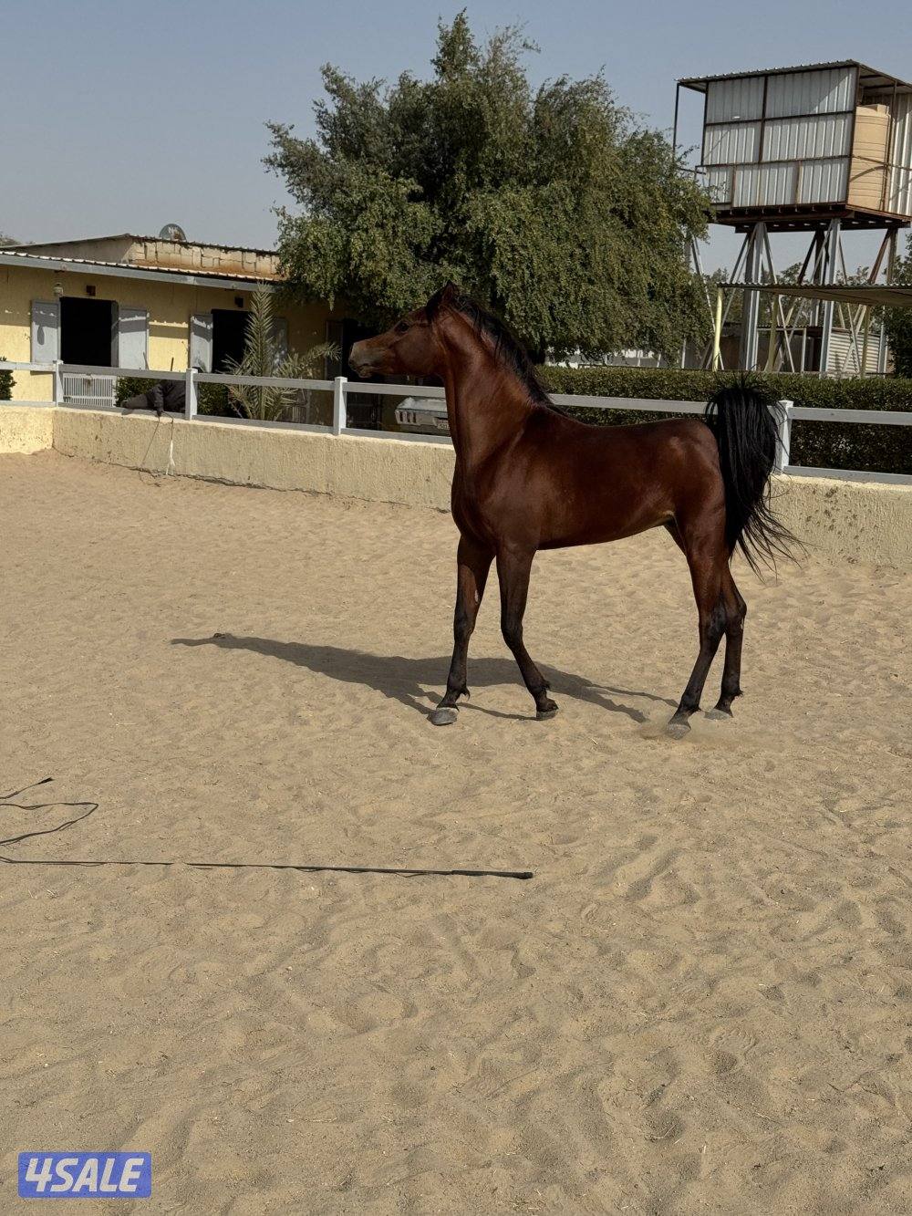 حصان مميز و موزون  شرط السلم مناسب لإلتقاط الاوتاد5