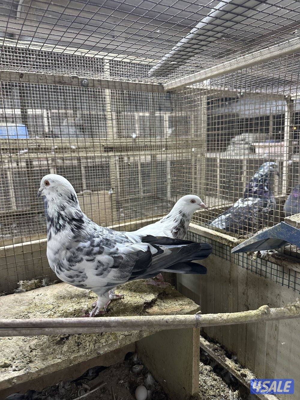 للبيع حمام ازواج تركيبات ( تركيبة الغريب ) احجام طيبه0