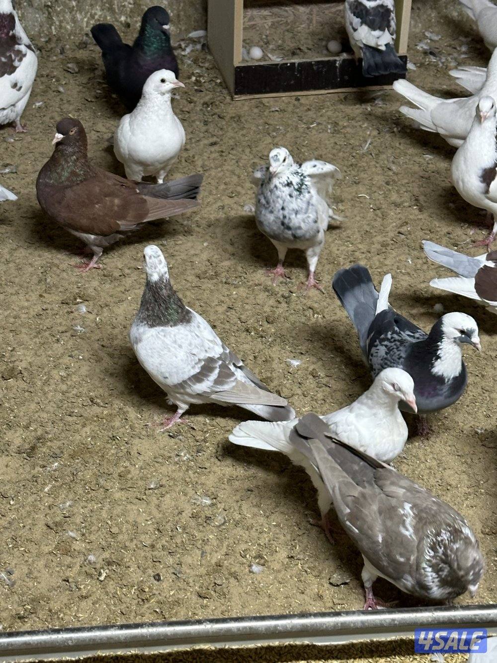 للبيع حمام ازواج تركيبات ( تركيبة الغريب ) احجام طيبه1