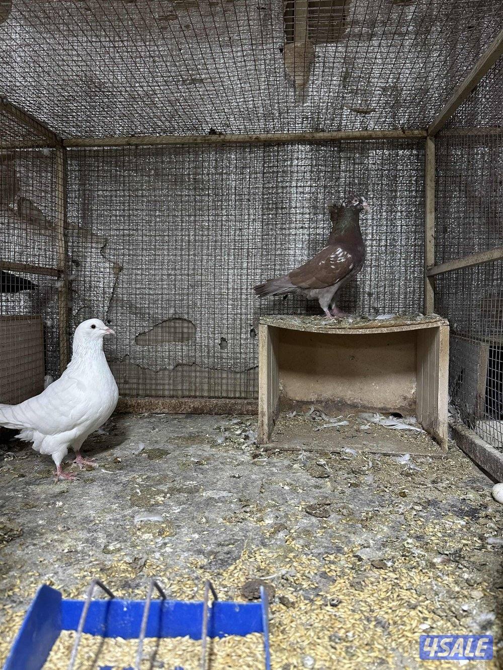 للبيع حمام ازواج تركيبات ( تركيبة الغريب ) احجام طيبه2