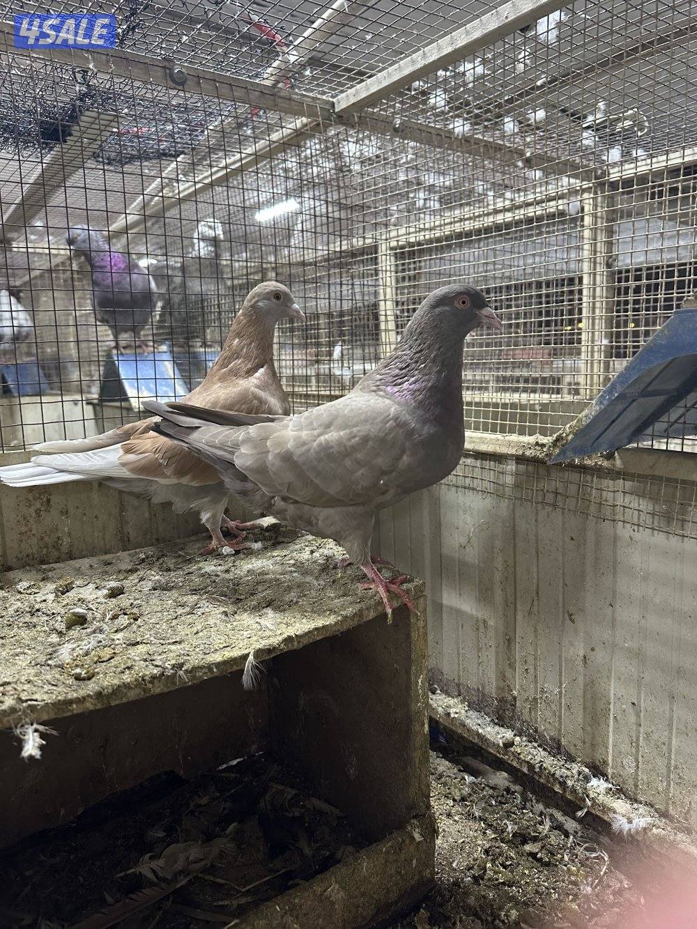 للبيع حمام ازواج تركيبات ( تركيبة الغريب ) احجام طيبه3