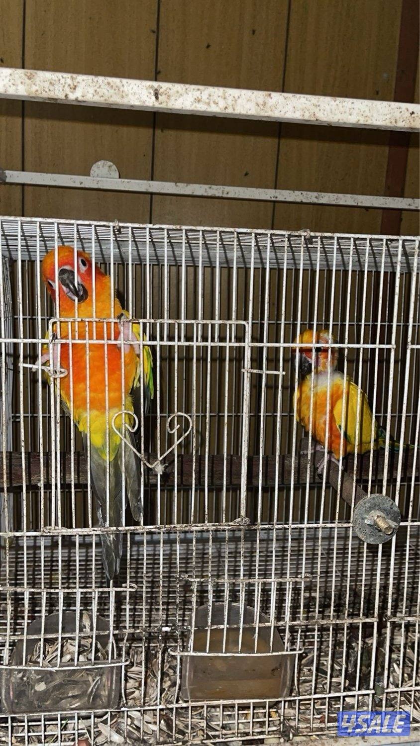 مزارع الوفره0