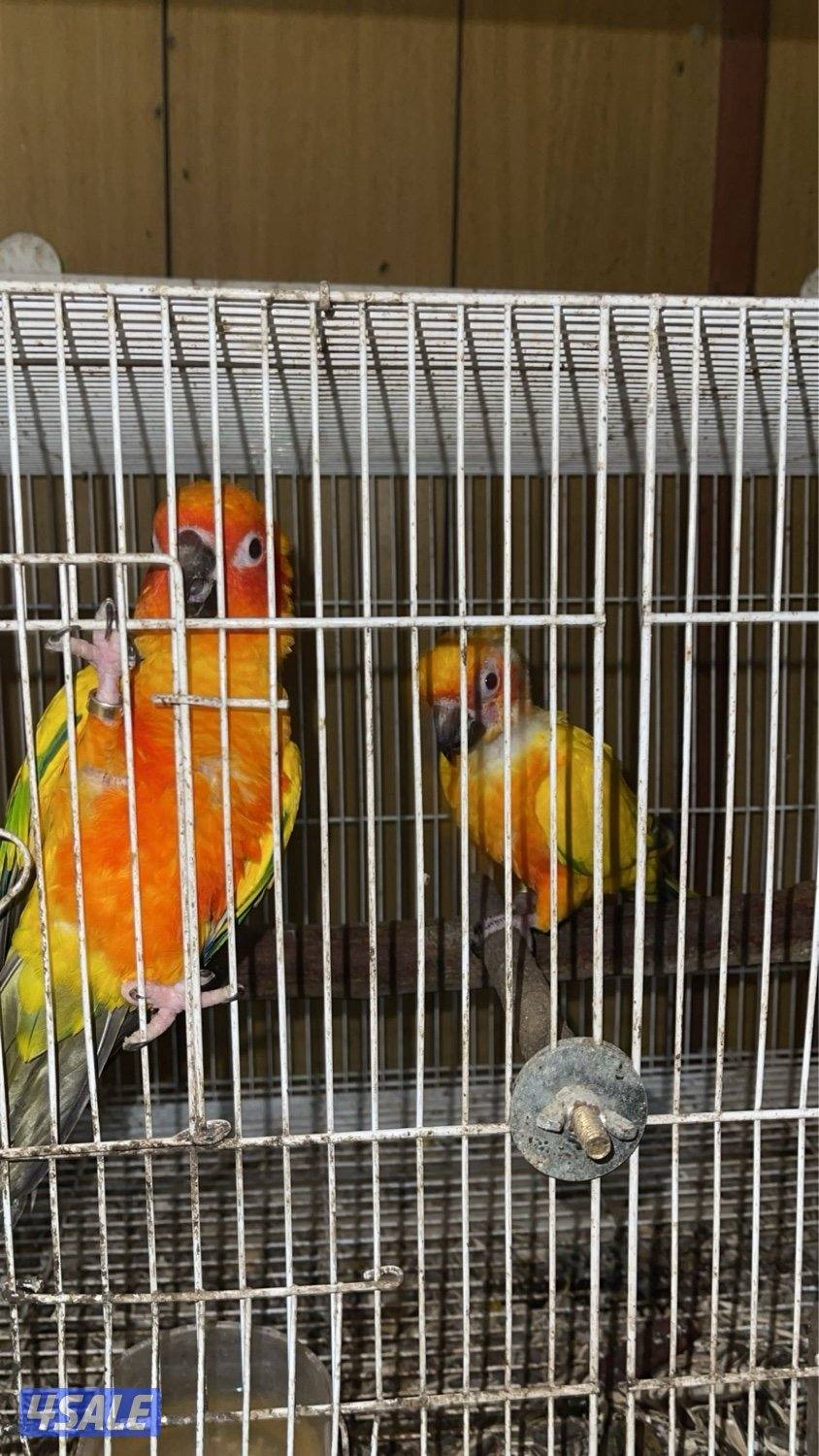 مزارع الوفره1