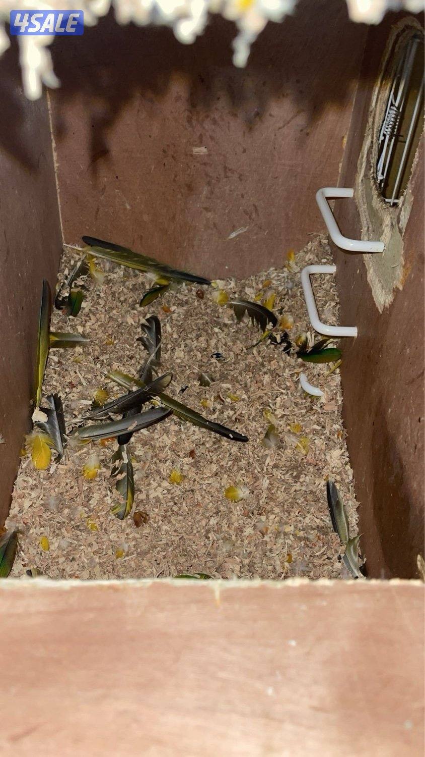 مزارع الوفره2