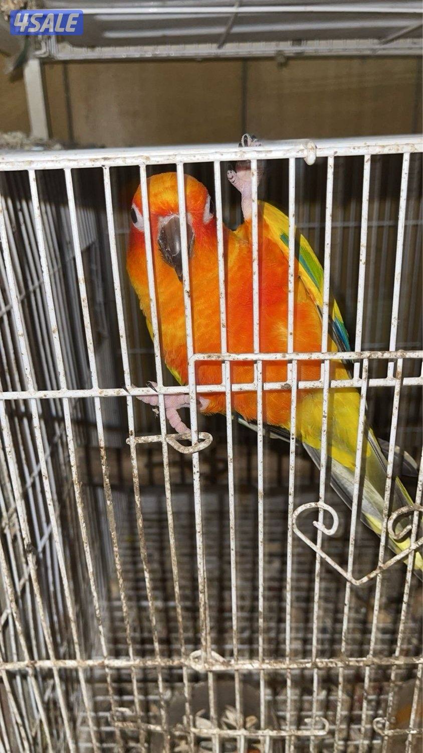 مزارع الوفره4