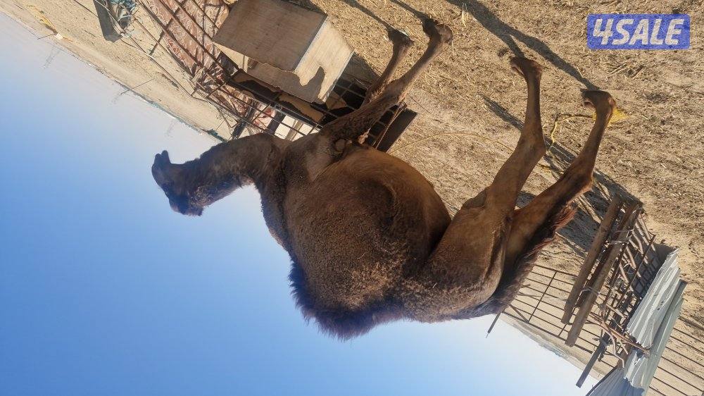 للبيع. بكره.  صفر. شبب سلم صحاه.1