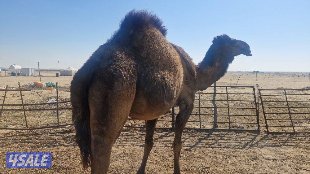 للبيع. بكره.  صفر. شبب سلم صحاه.0