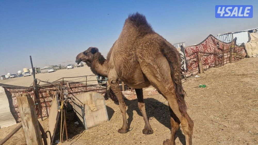 للبيع. بكره.  صفر. شبب سلم صحاه.2