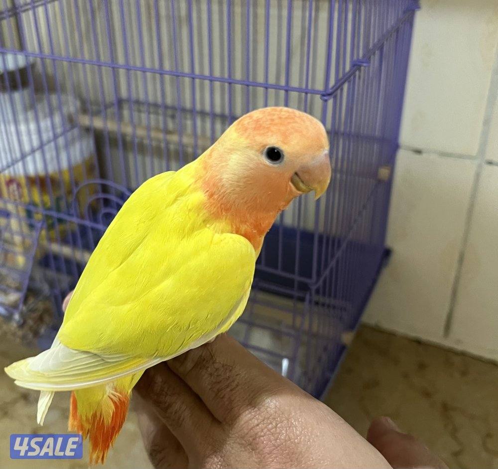 للبيع لوف بيرد بيور1