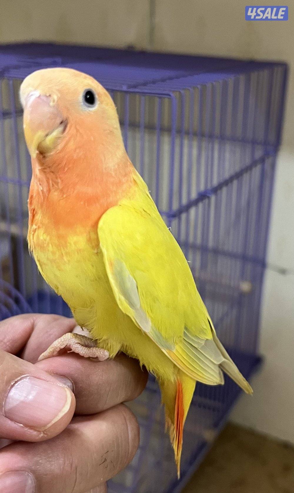 للبيع لوف بيرد بيور2