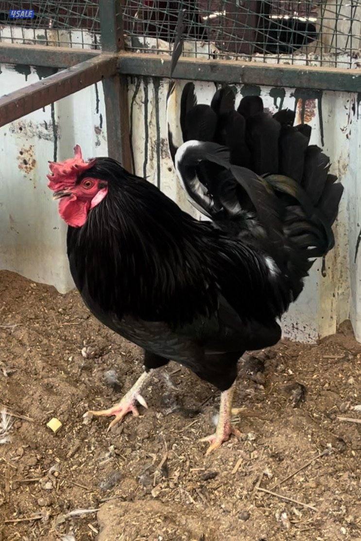 للبيع دجاج عربي سود0
