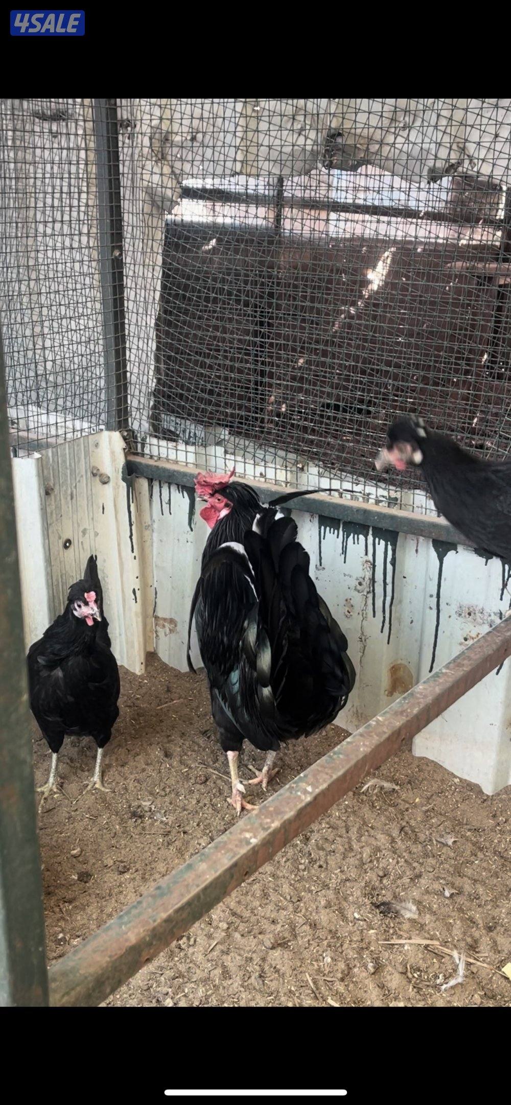 للبيع دجاج عربي سود2