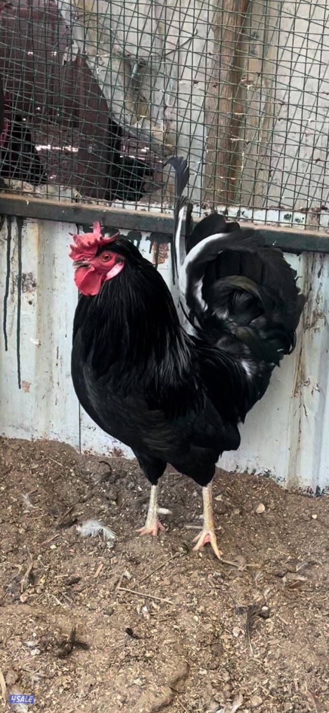 للبيع دجاج عربي سود1