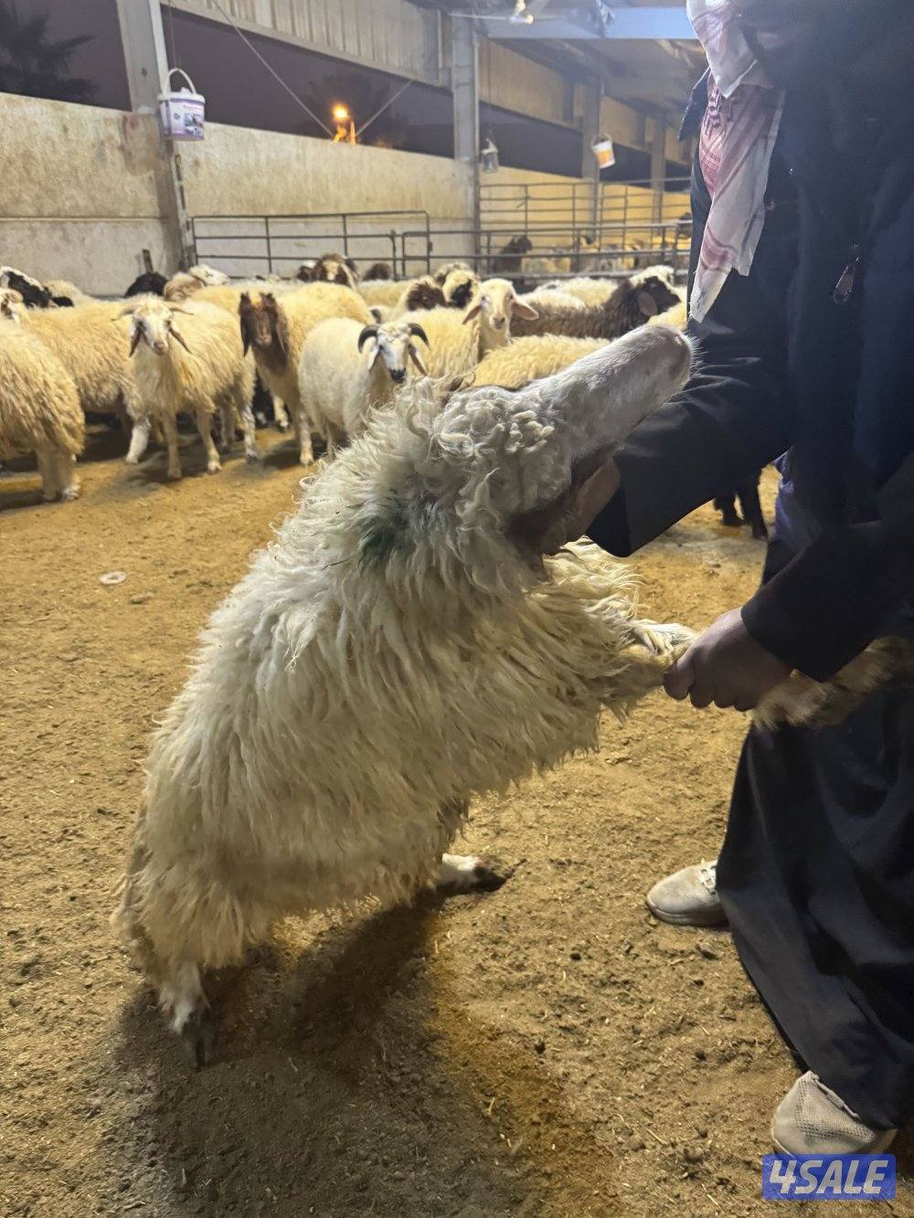 ذبايح توصلكم مقطعة وجاهزة0