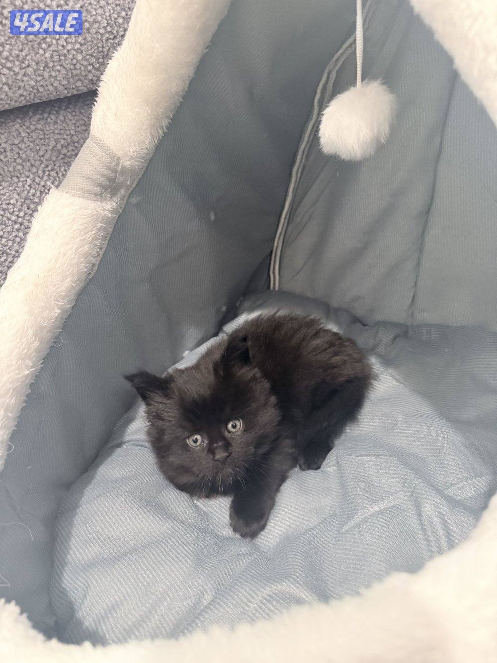 كتن ماين كون لون اسود جوكلت مميز0