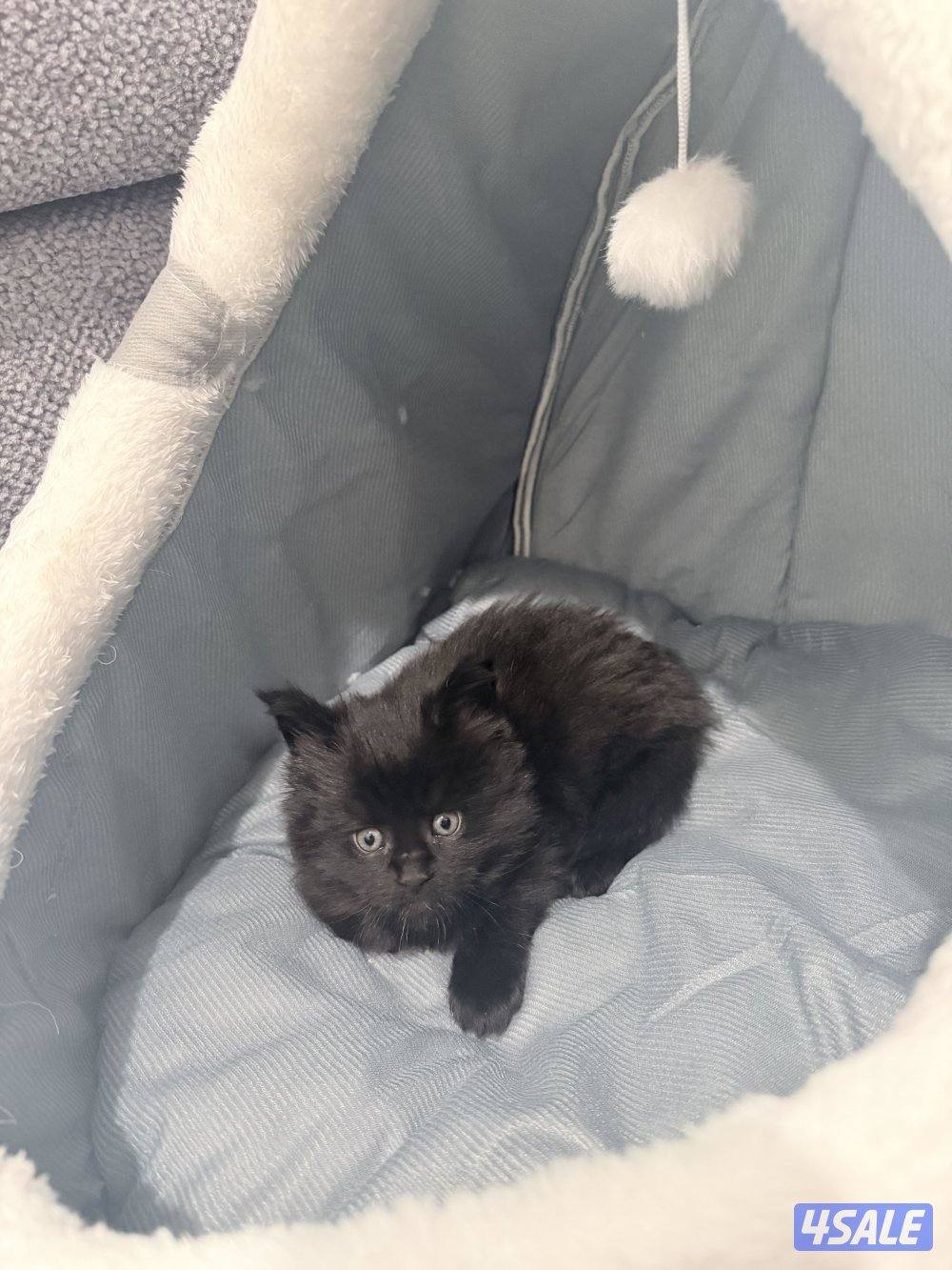 كتن ماين كون لون اسود جوكلت مميز1