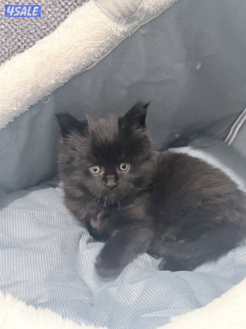 كتن ماين كون لون اسود جوكلت مميز2