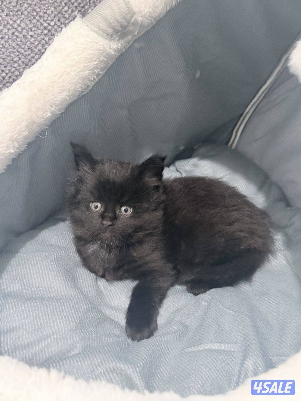 كتن ماين كون لون اسود جوكلت مميز3