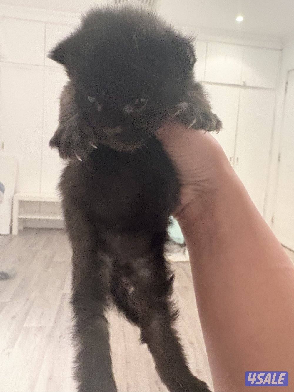 كتن ماين كون لون اسود جوكلت مميز4