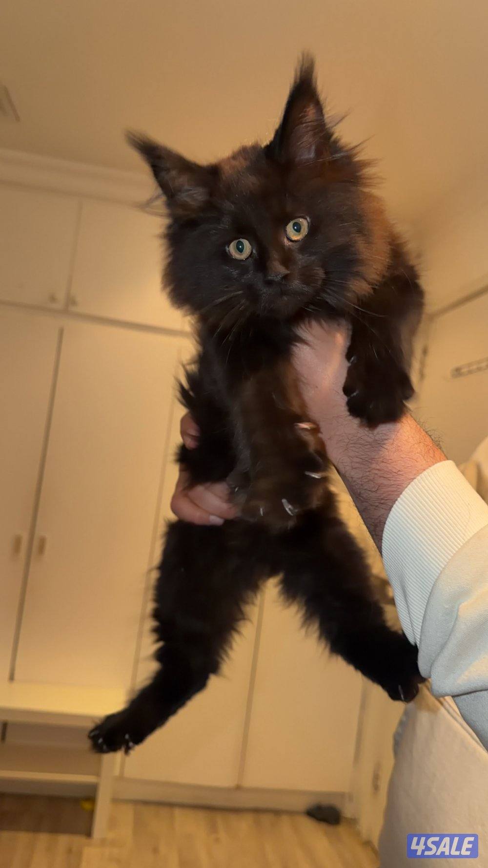 كتن ماين كون لون اسود جوكلت مميز5