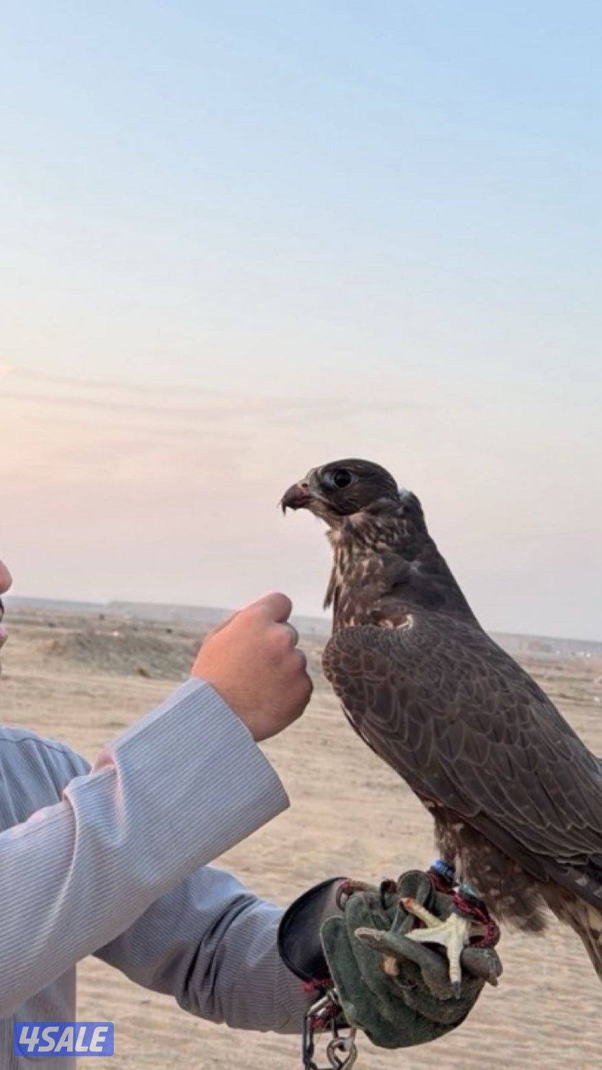 للبيع جير شاهين0