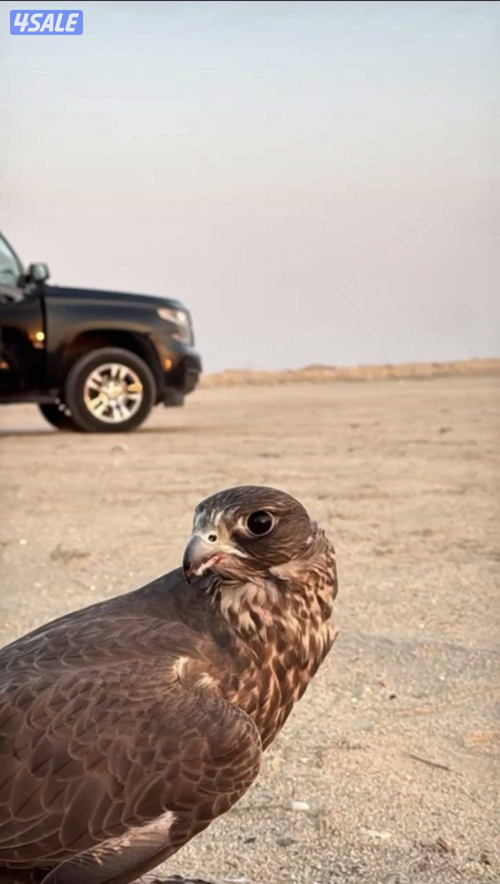 للبيع جير شاهين1