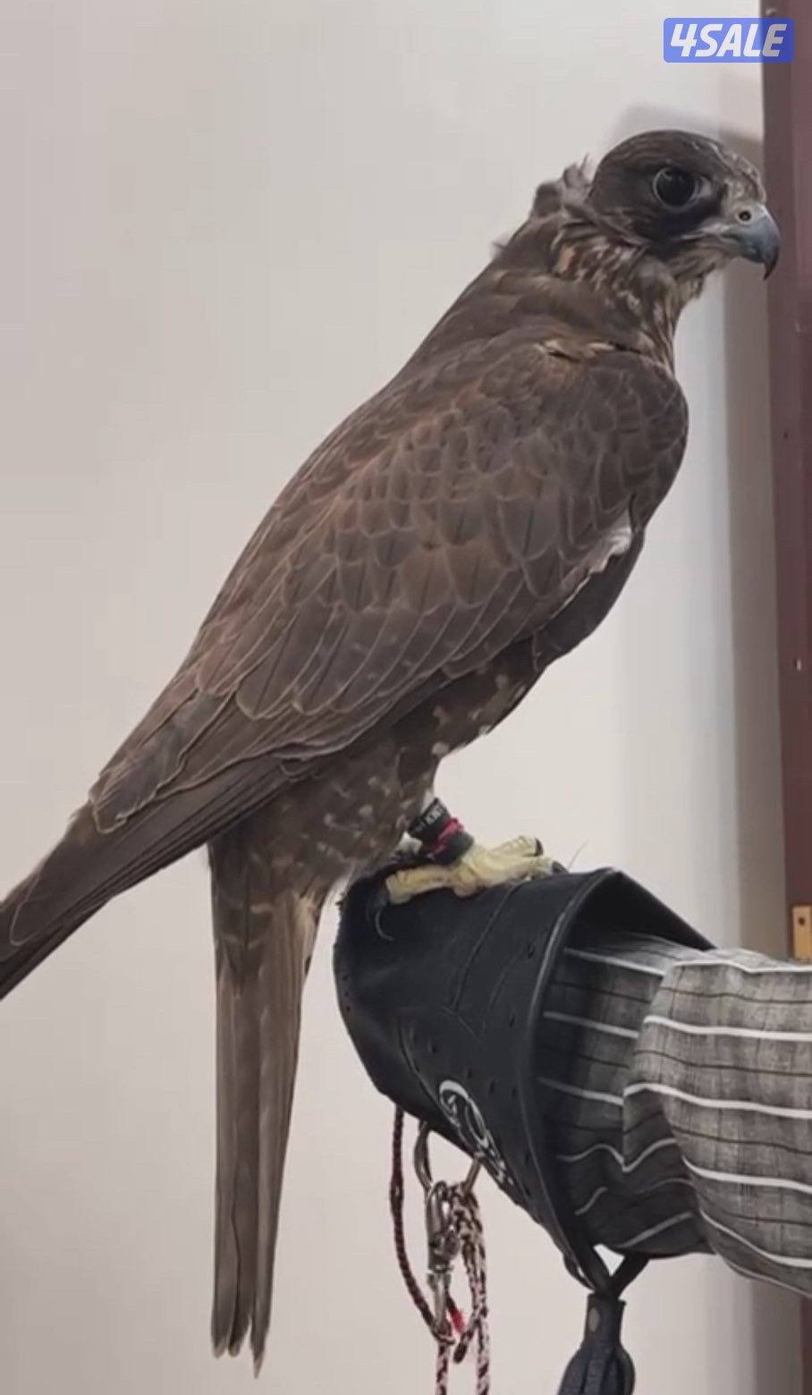 للبيع جير شاهين2