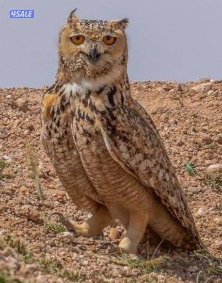 للبيع طير الذهبي0