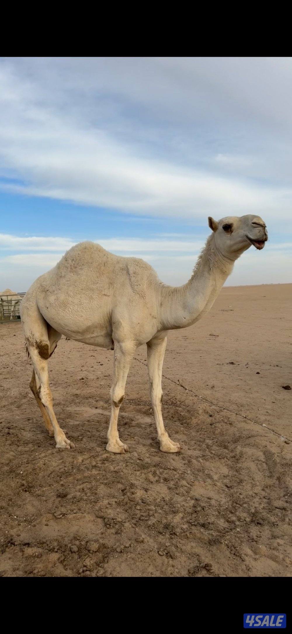 بكره وضحا طيبه رمانيه جذعه صالحه شرط السلم والصحاح السوم ٨٠٠0