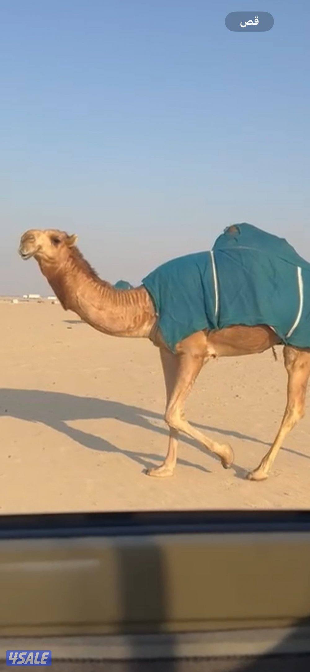 بكره حمرا طيبه حقه رايح لقيه صاهوديه0