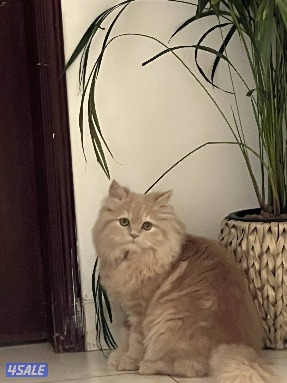 قط شيرازي مون فيس ٦ شهور0