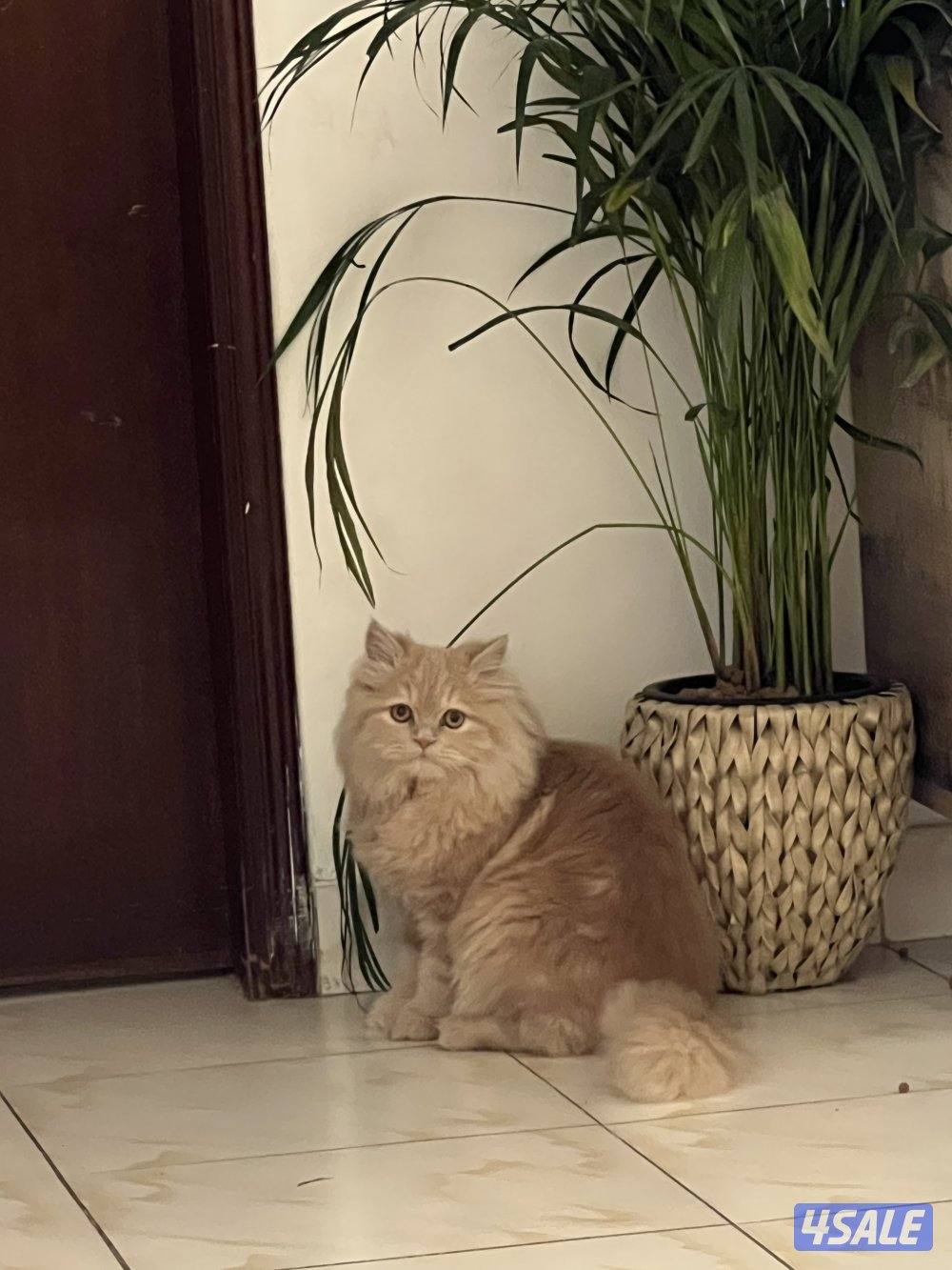 قط شيرازي مون فيس ٦ شهور1