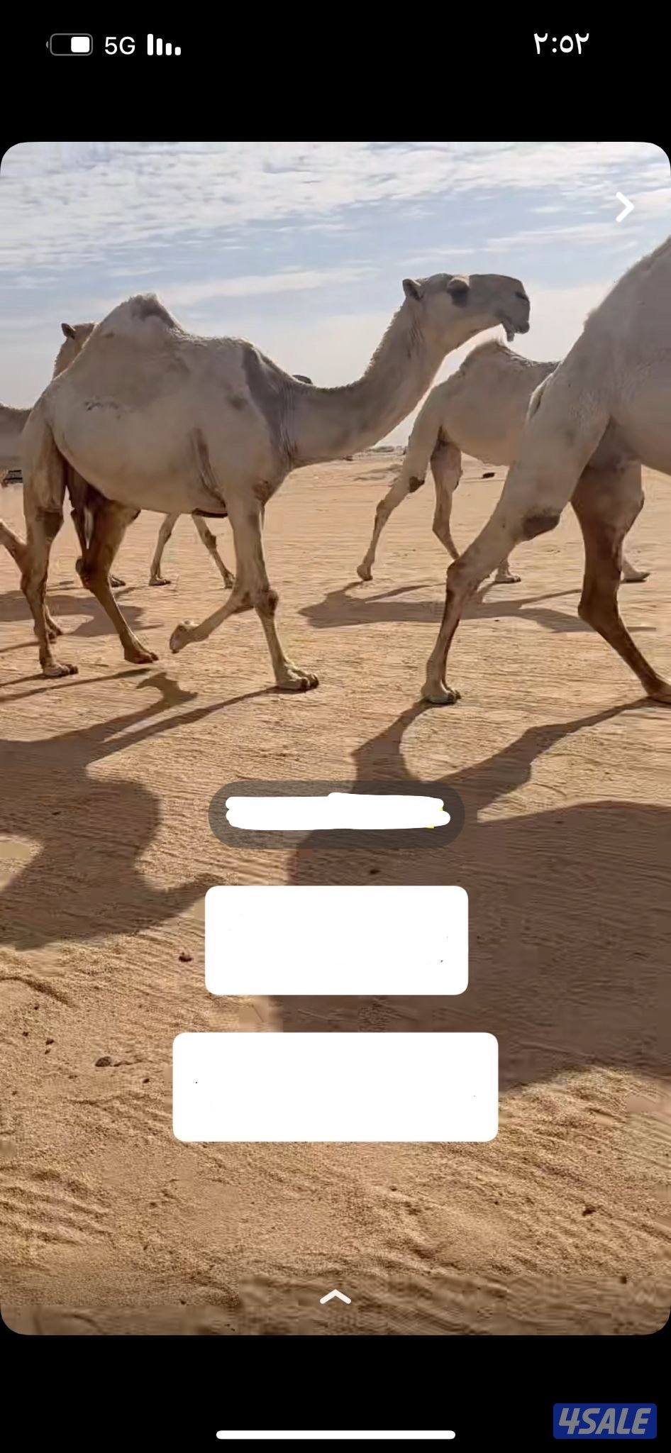 للبيع اللقحه طيبه على بعير طيب و ساسها طيب تلفون0