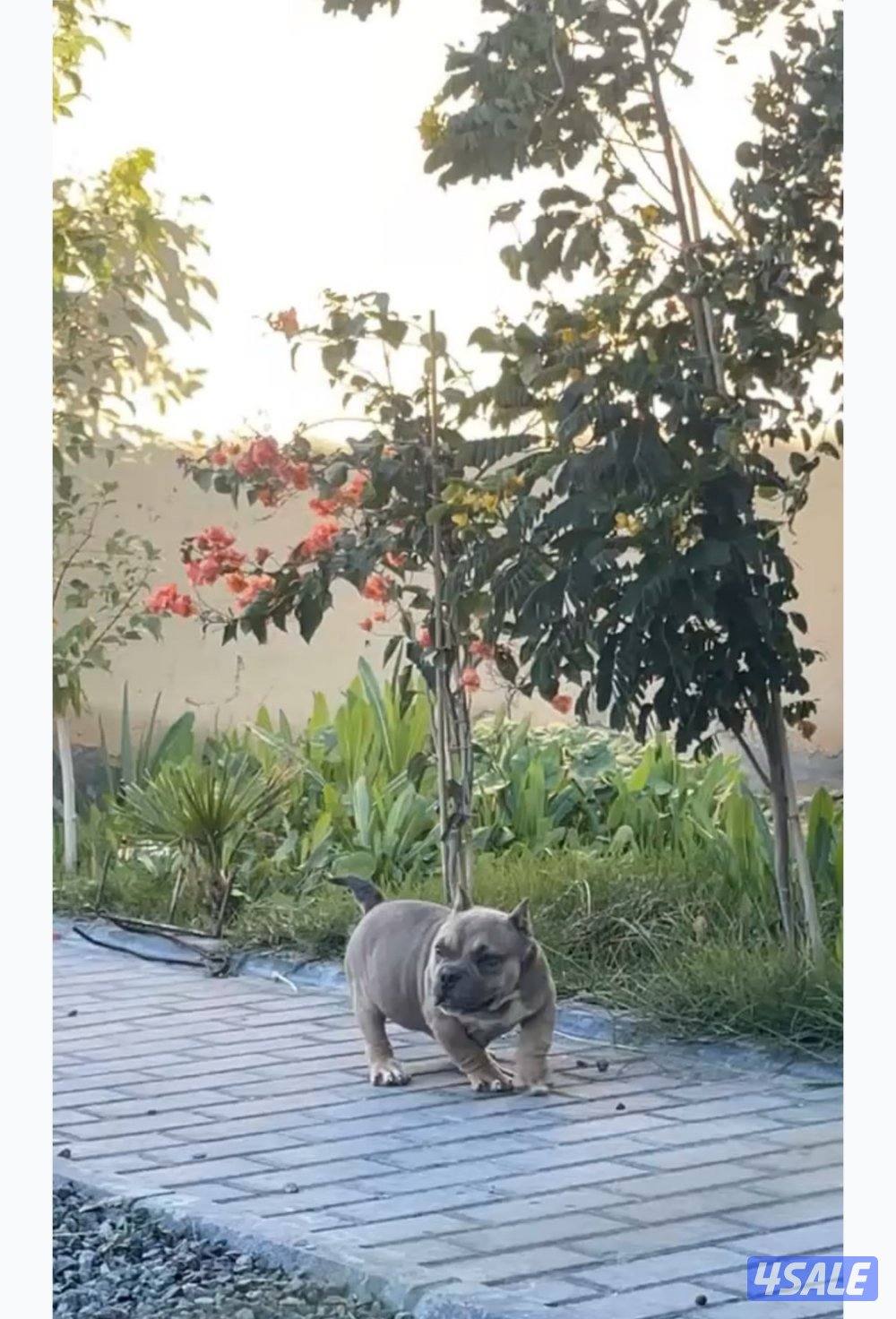 للبيع مايكرو امريكان بولي العمر 4 شهور0