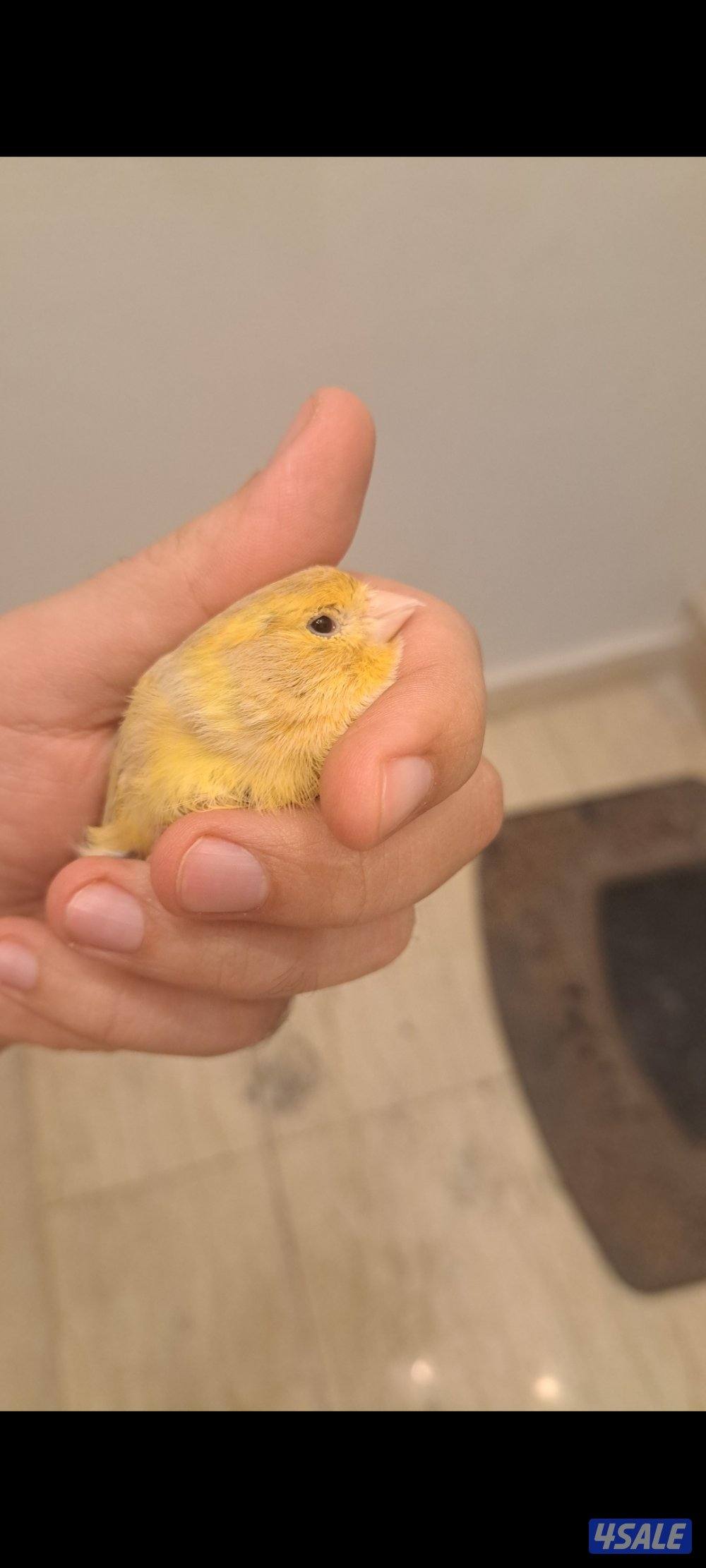 ازواج كناري / افحل / انثاي5