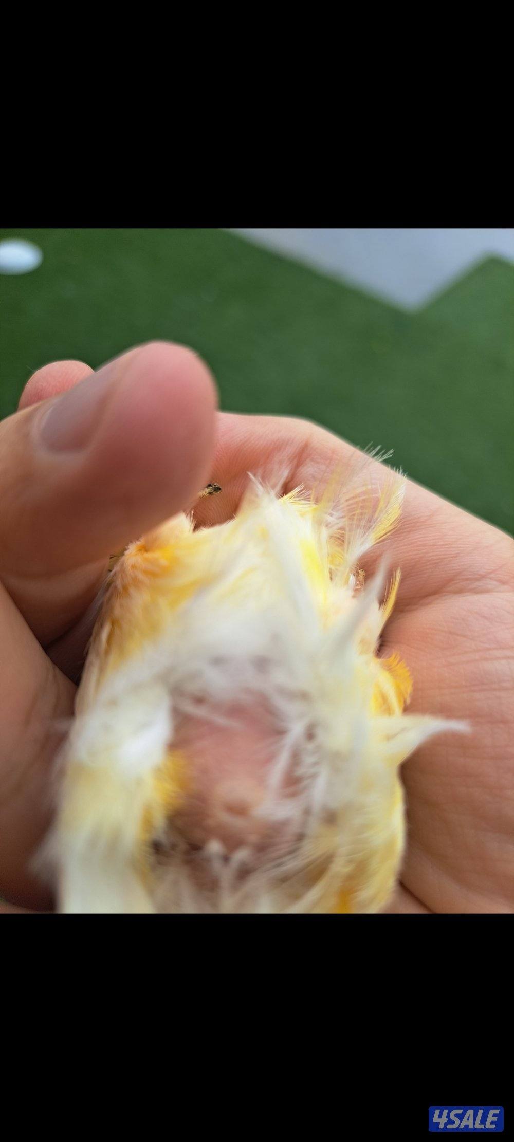 ازواج كناري / افحل / انثاي6