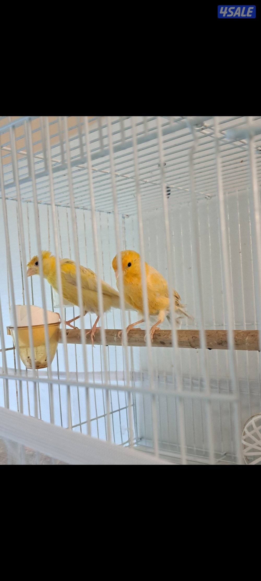 ازواج كناري / افحل / انثاي7