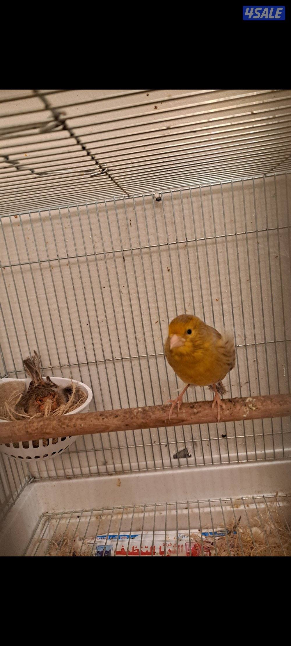 ازواج كناري / افحل / انثاي8