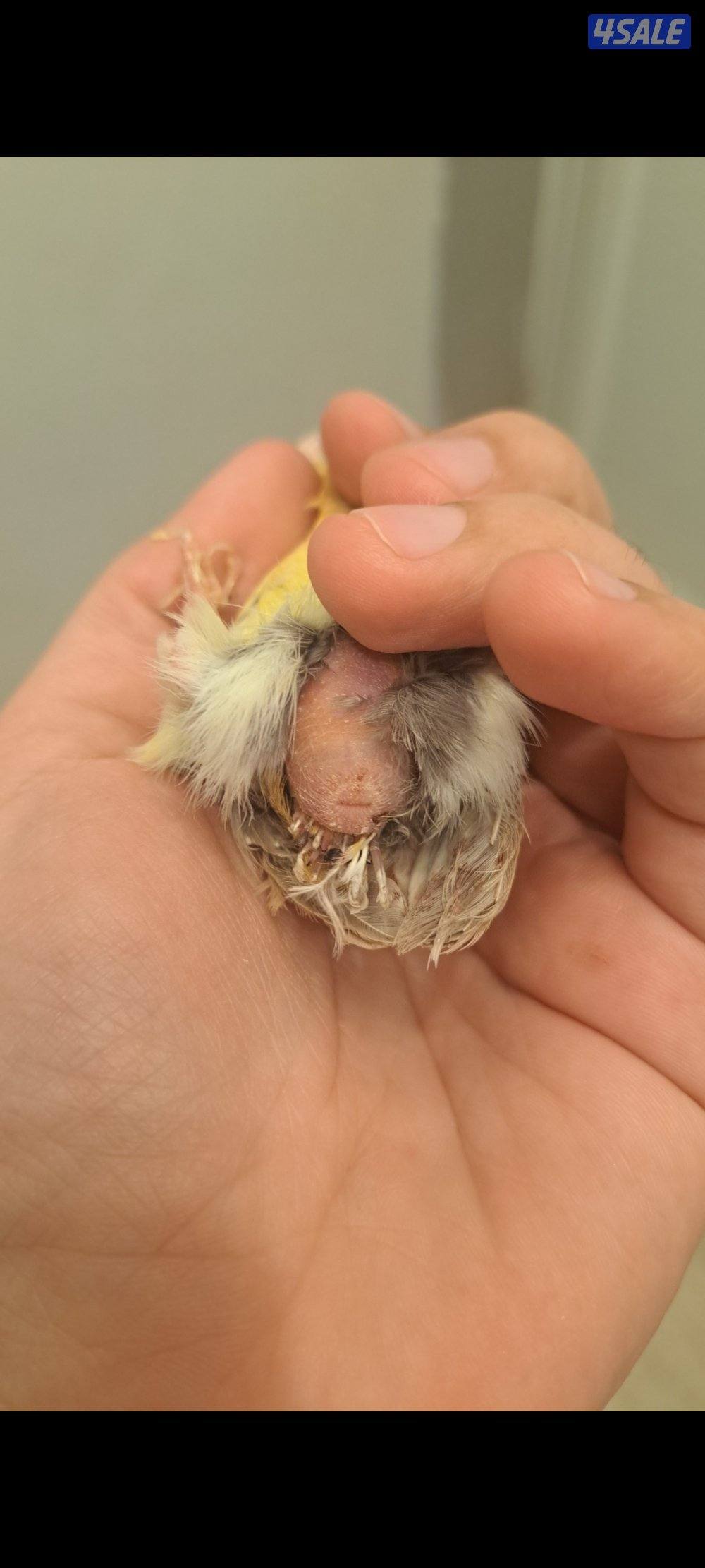 ازواج كناري / افحل / انثاي9