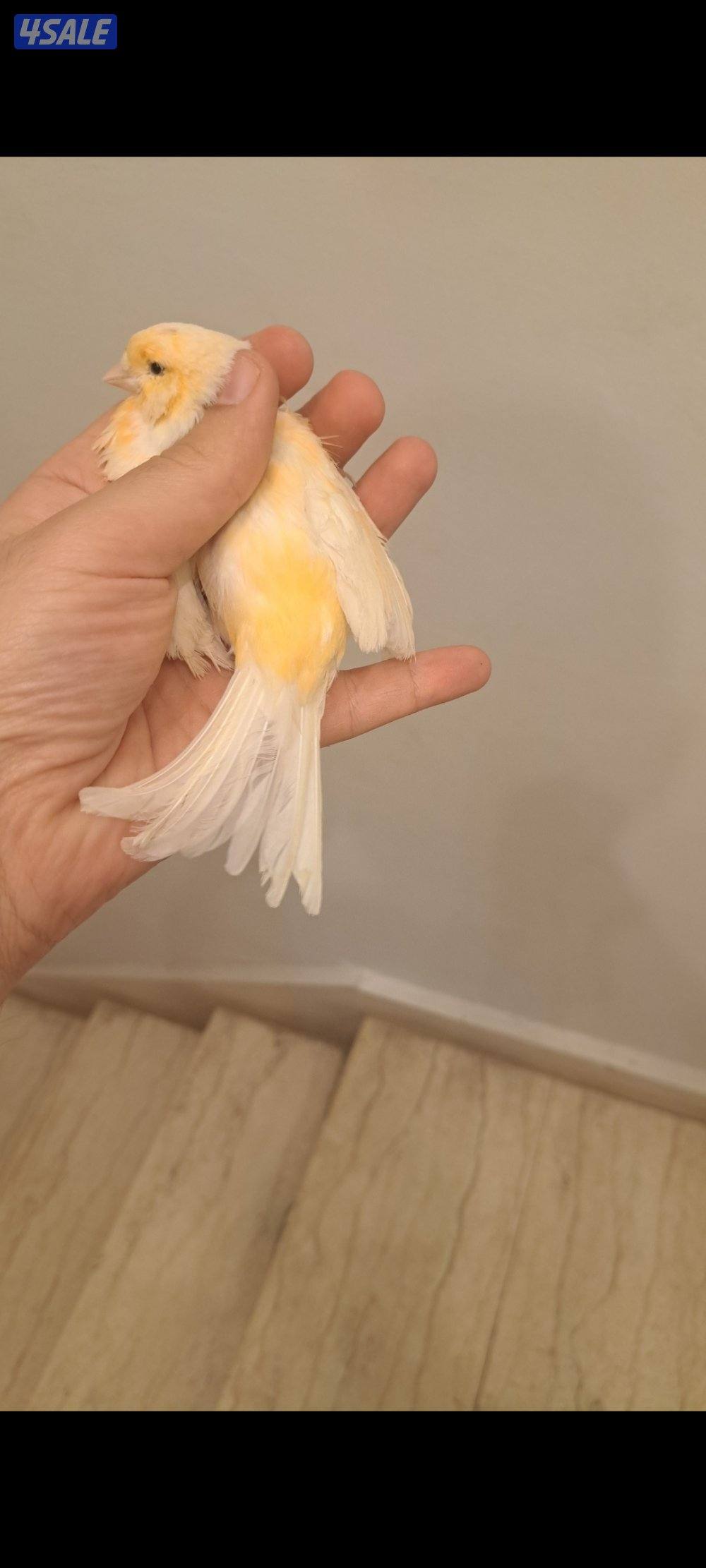 ازواج كناري / افحل / انثاي10