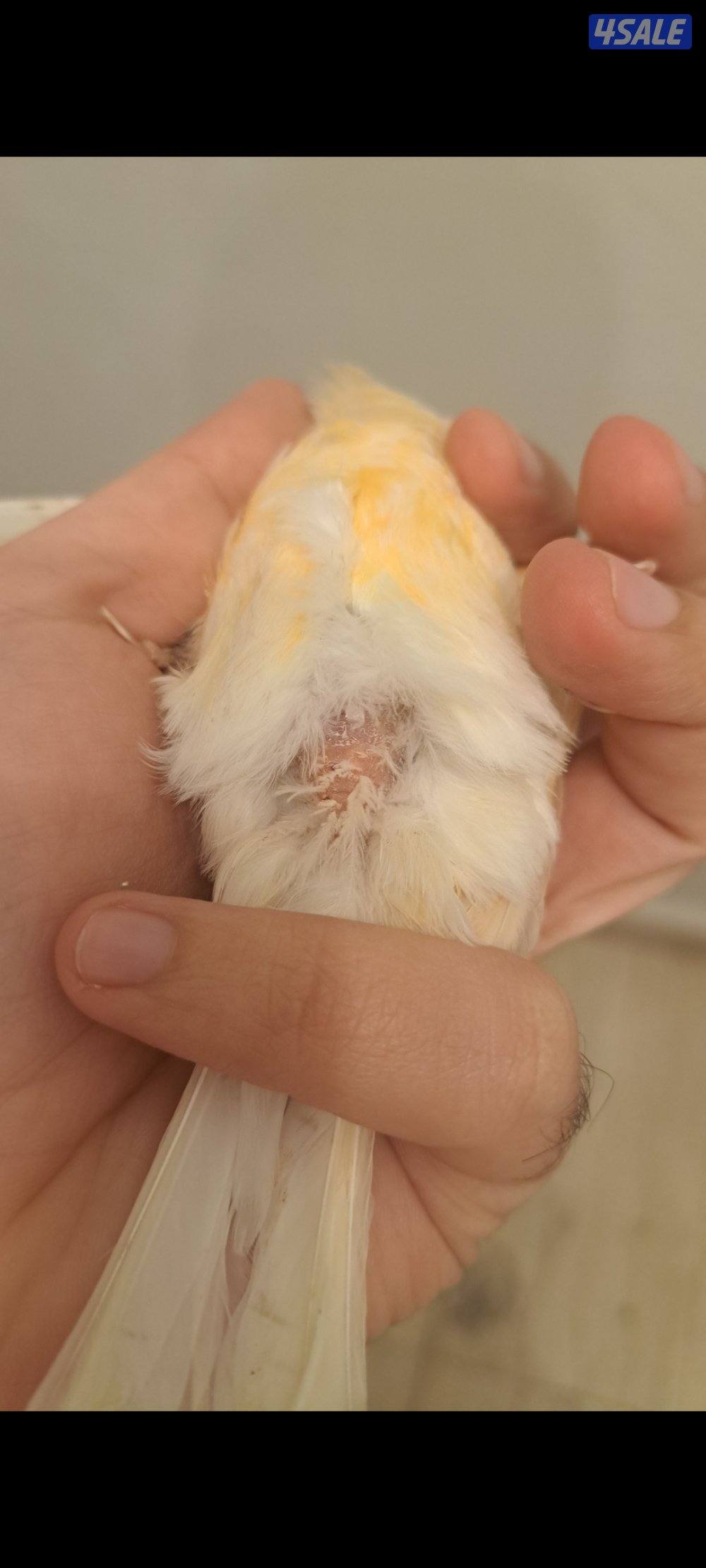 ازواج كناري / افحل / انثاي11