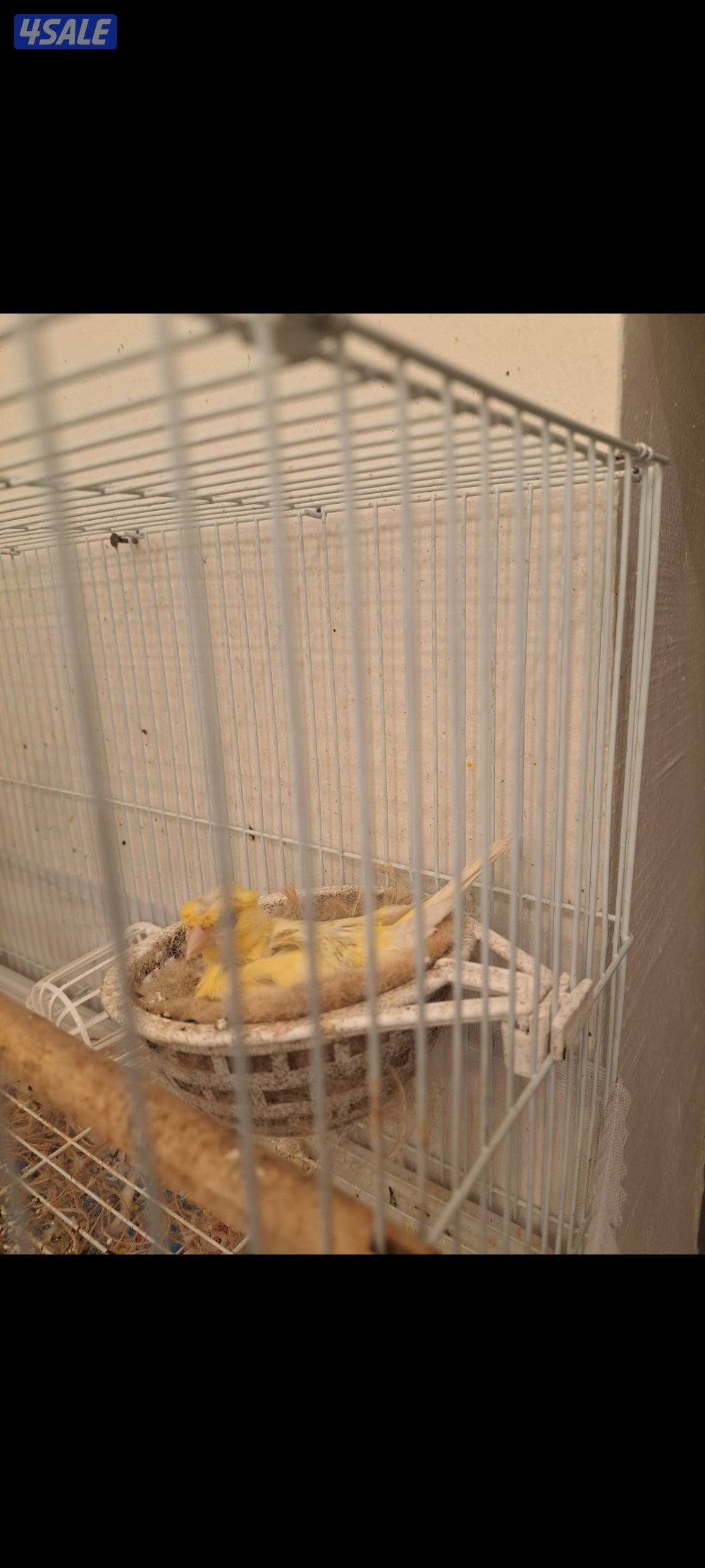 ازواج كناري / افحل / انثاي12