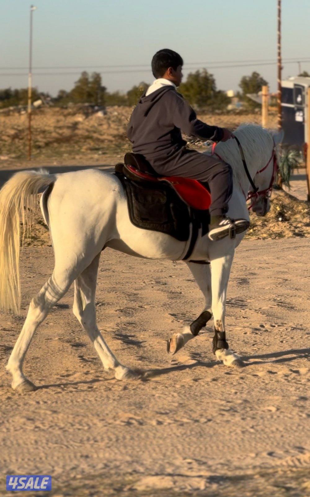 للبيع مجموعه خيل0