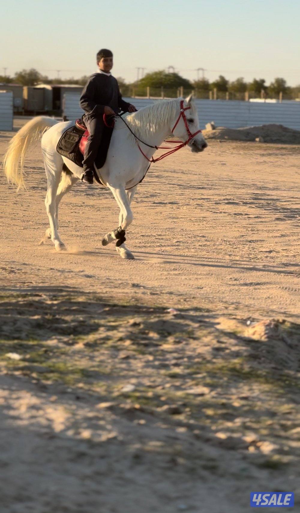 للبيع مجموعه خيل1