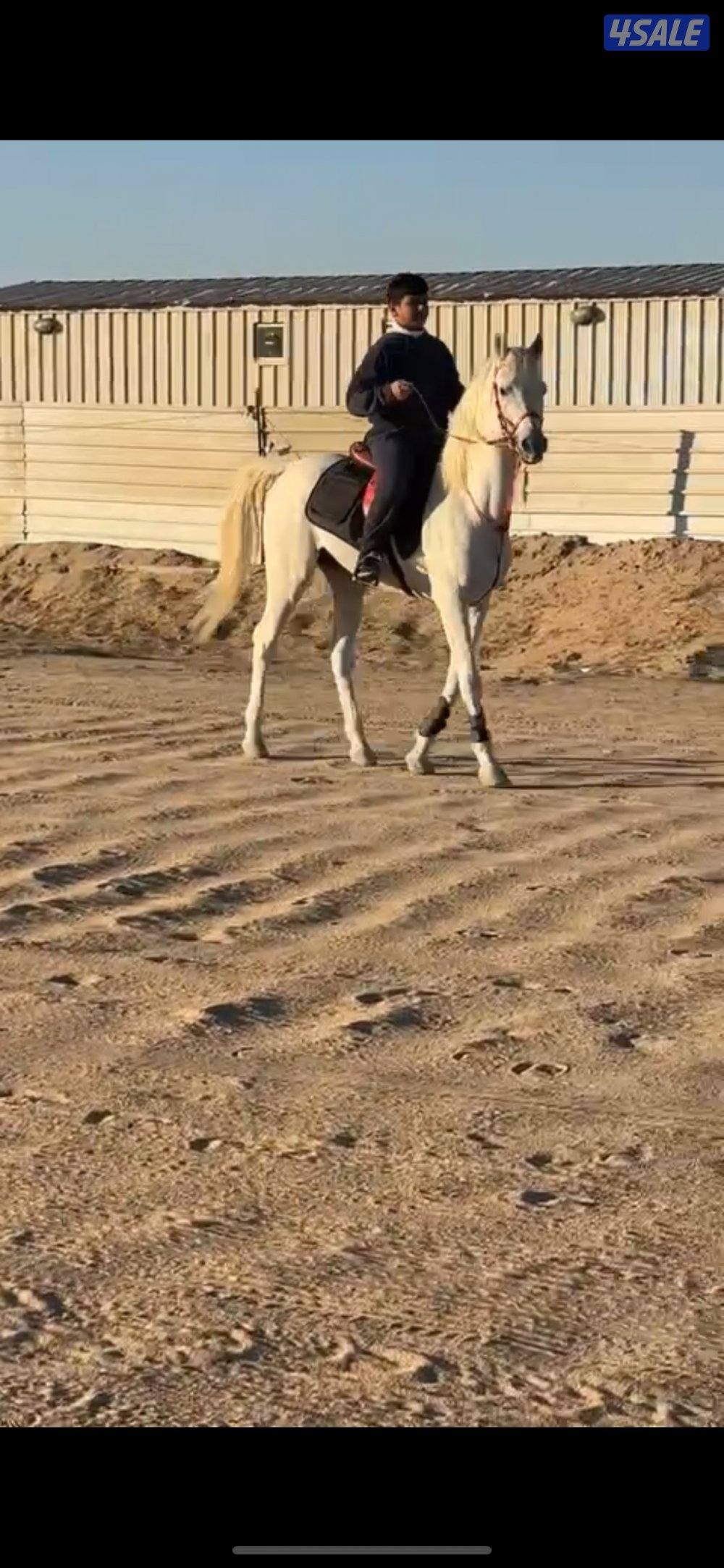 للبيع مجموعه خيل2