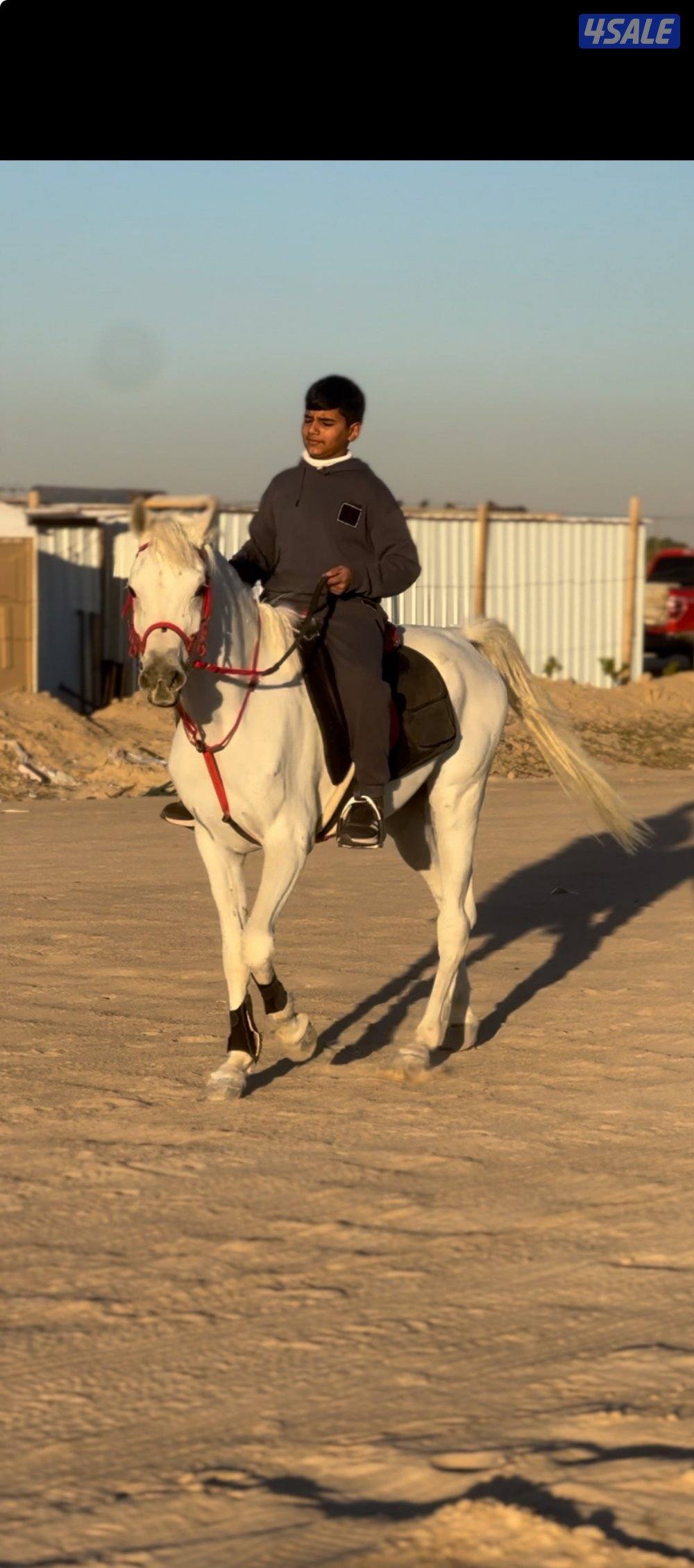 للبيع مجموعه خيل3