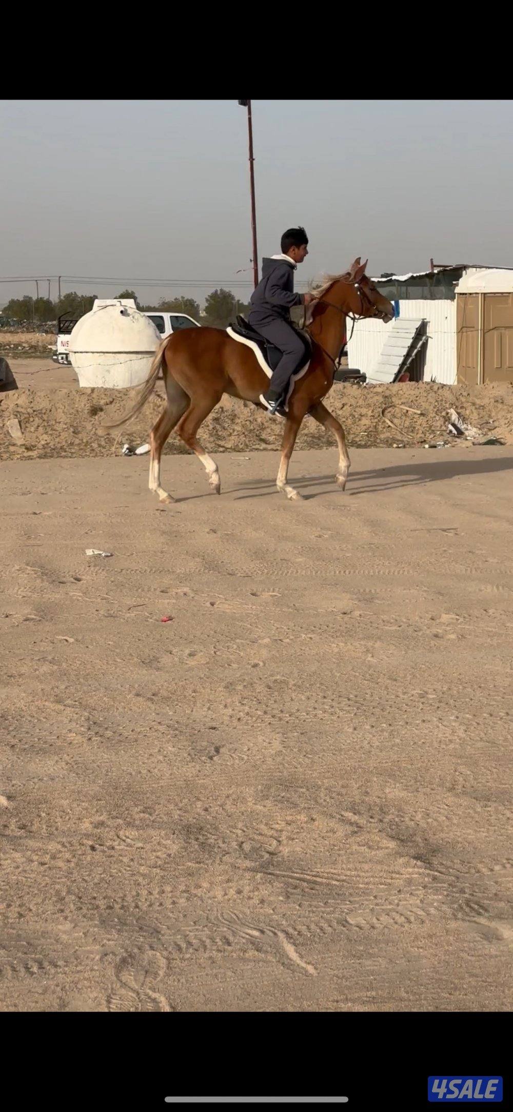 للبيع مجموعه خيل4