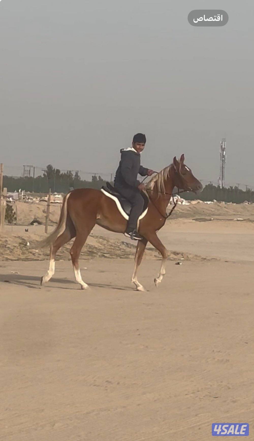 للبيع مجموعه خيل5